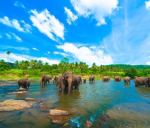 Sejur Sri Lanka 2026